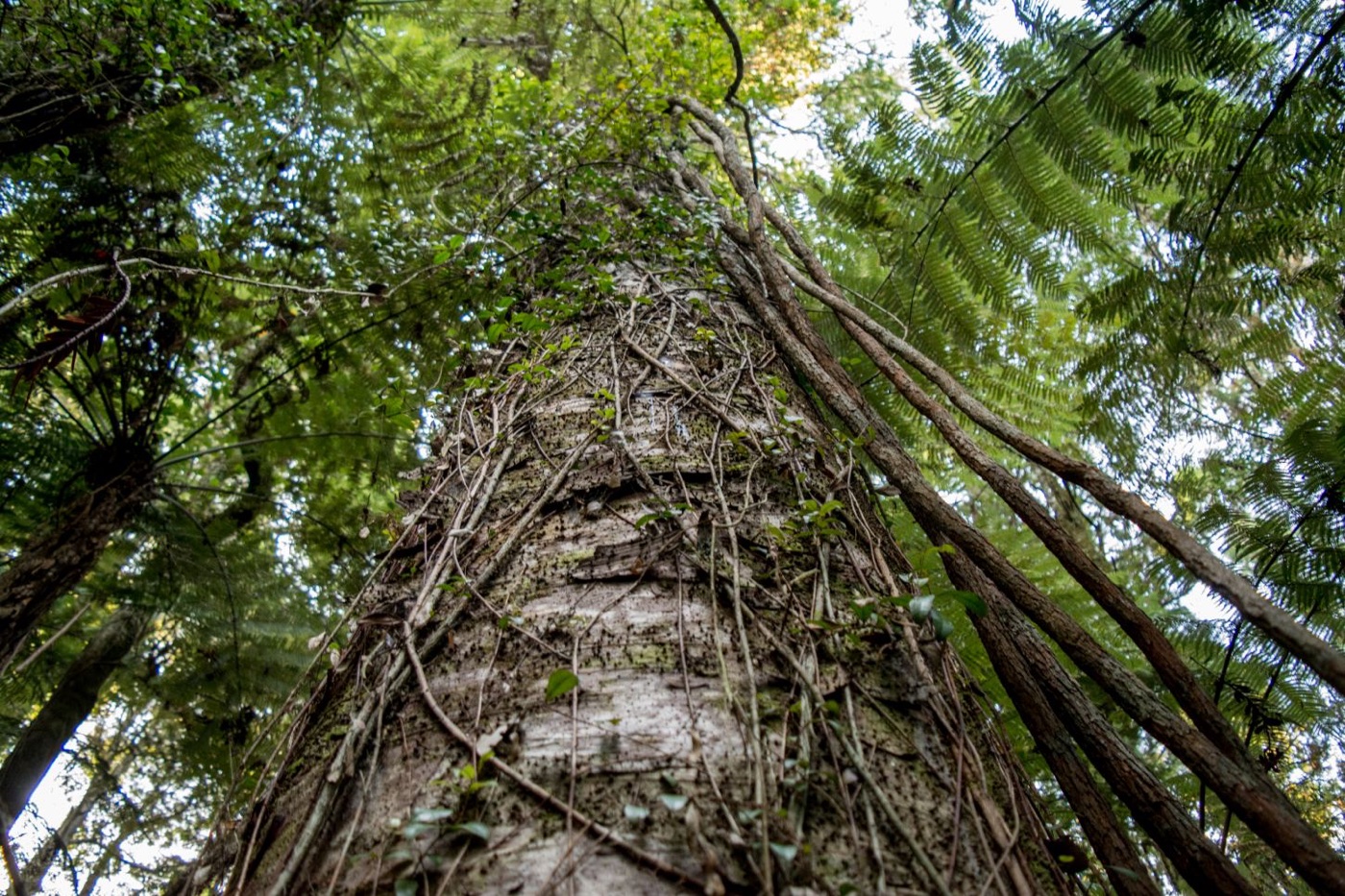 Kauri trees, image by the Kauri museum