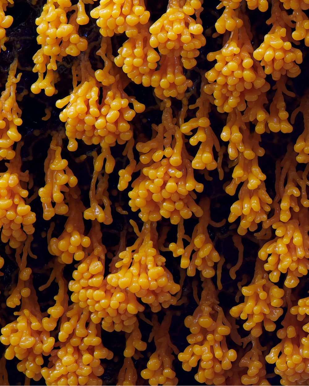 an orange slime mold