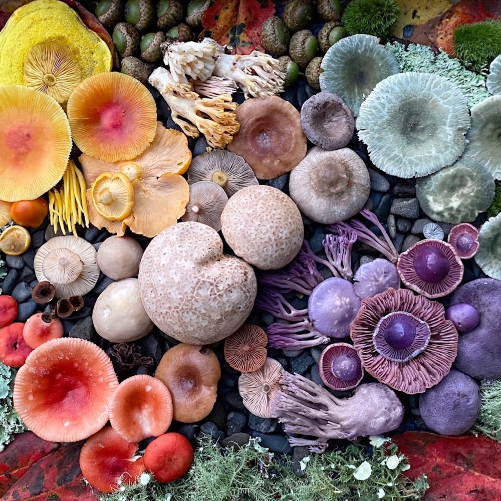 mushrooms and other foraged items arranged in a colorful display