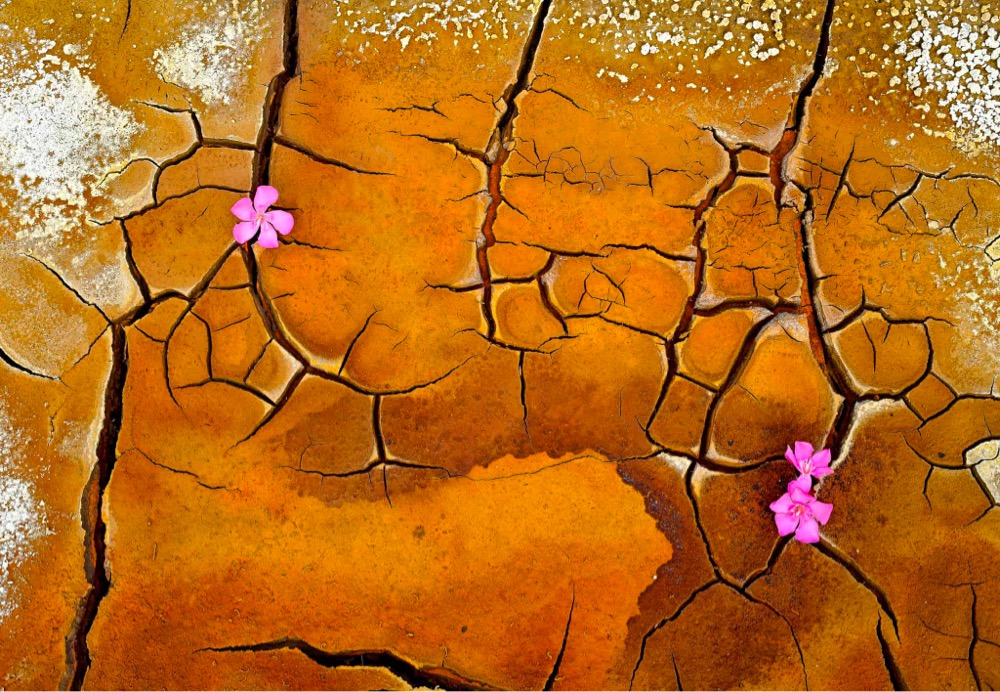 two flower growing in dry, cracked soil