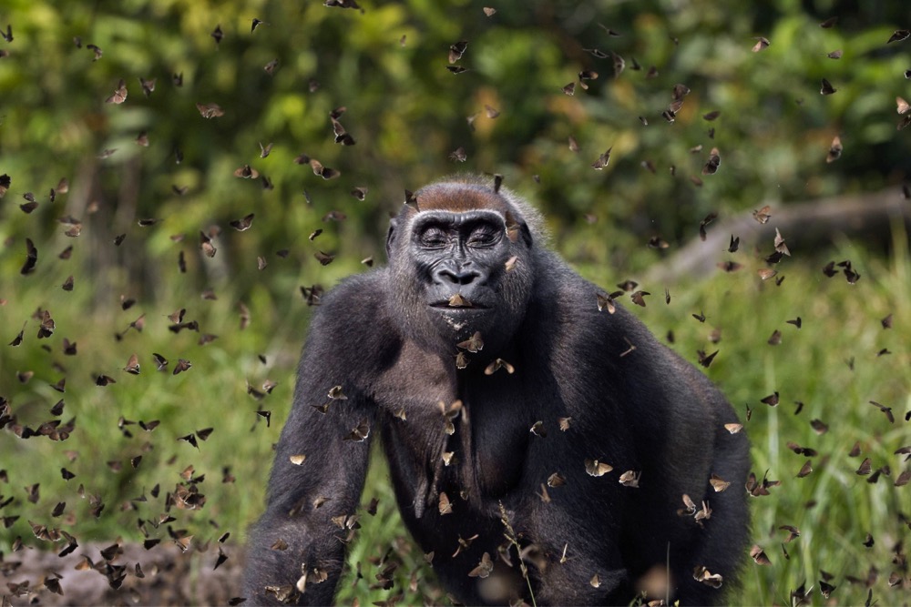 a gorilla surrounded by butterflies