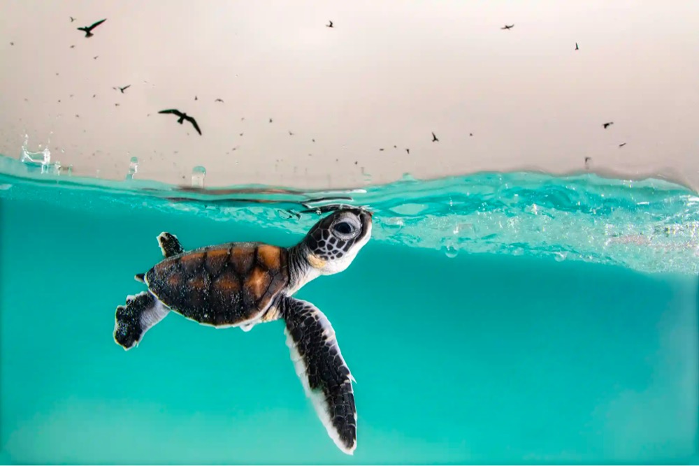 a tiny turtle swims near the surface of the ocean