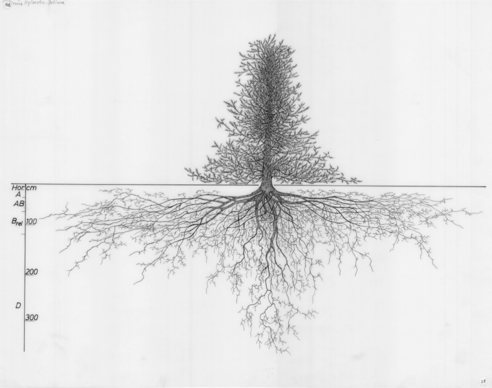 drawing of a plant's root system