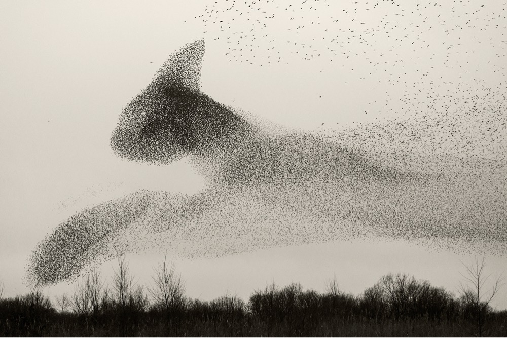 a large flock of starlings form a pattern in the sky
