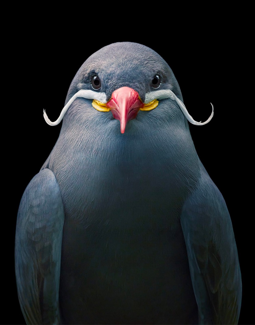 closeup of a bird with a mustache