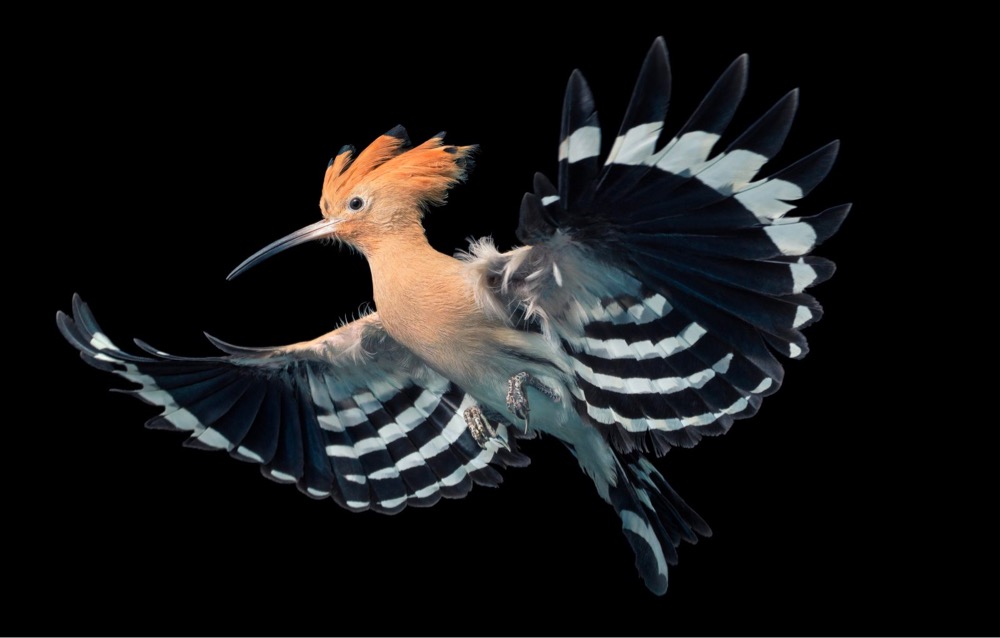 a brightly colored bird in flight