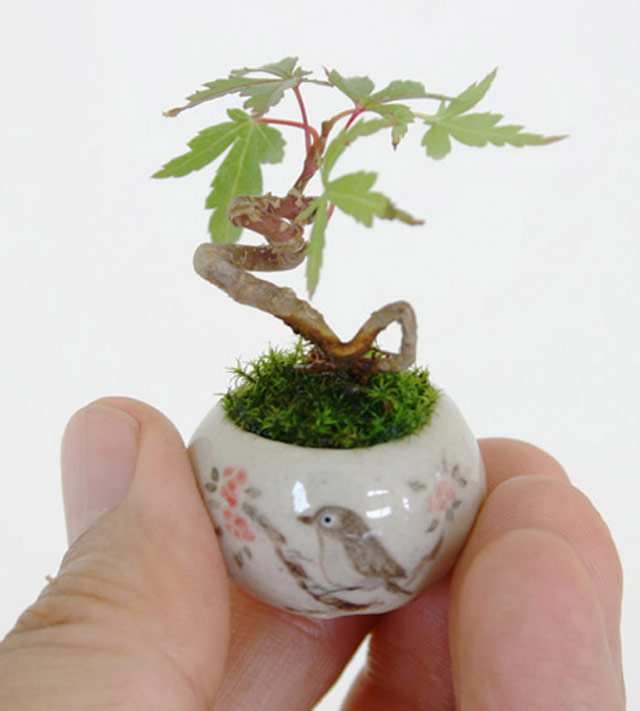 Tiny bonsai