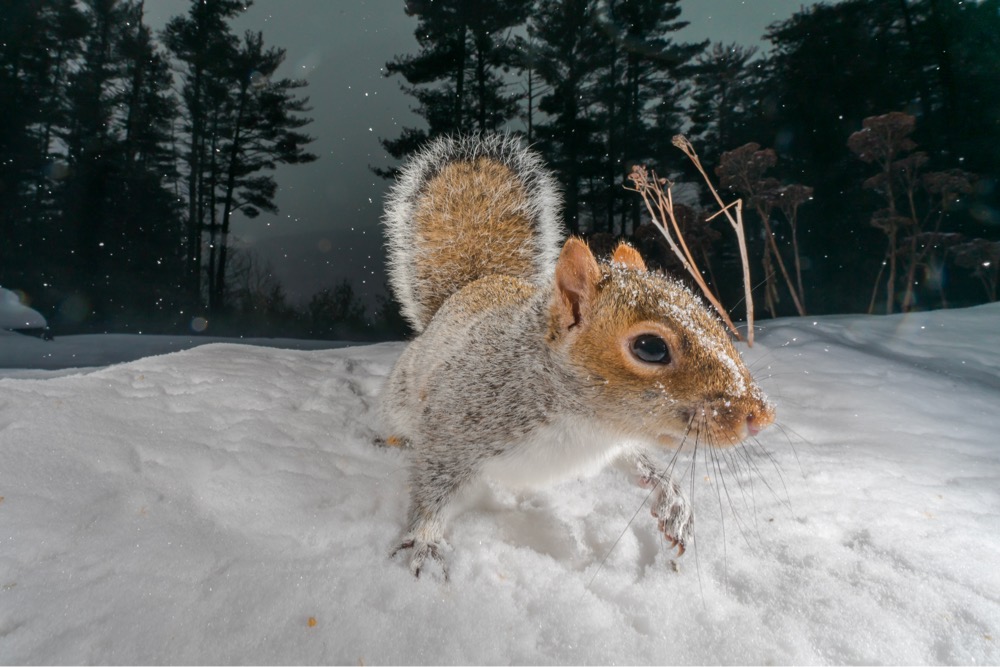 a squirrel on snowy ground