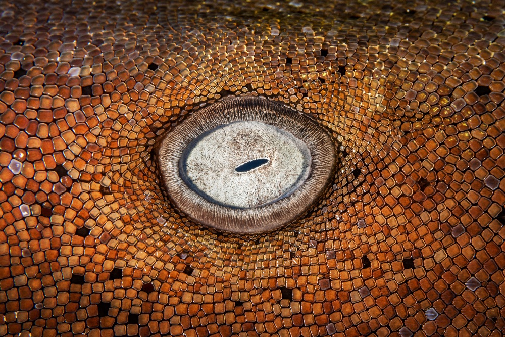 closeup of a shark's eye