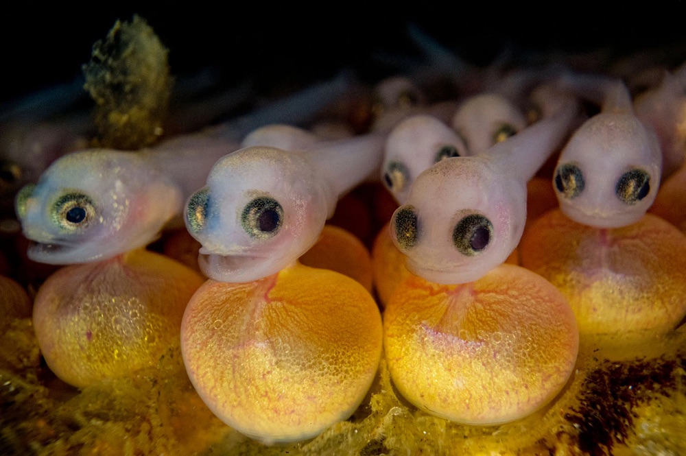 group of embryonic fish still attached to their egg sacs