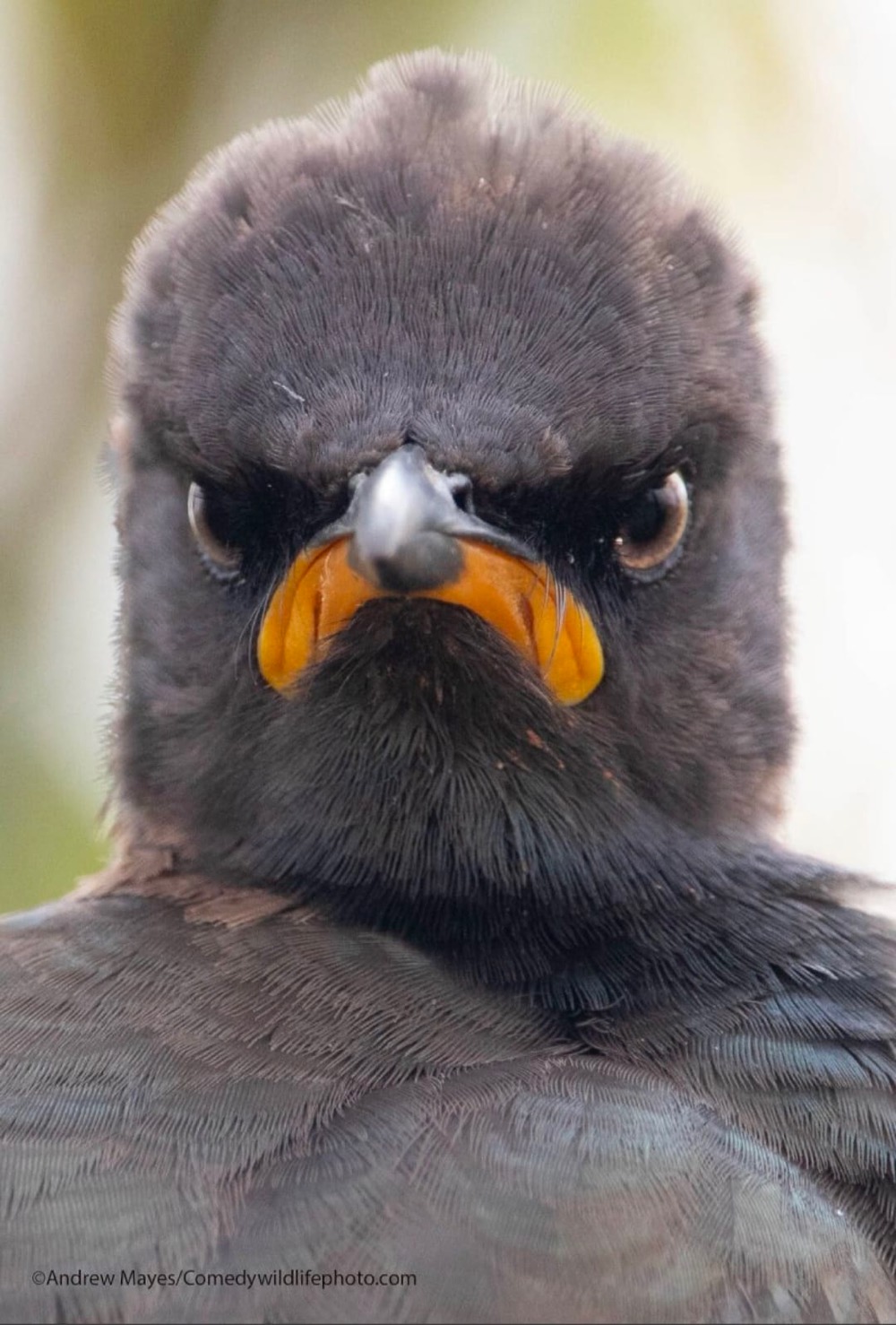 grumpy bird