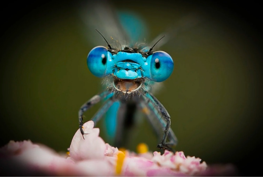 happy insect