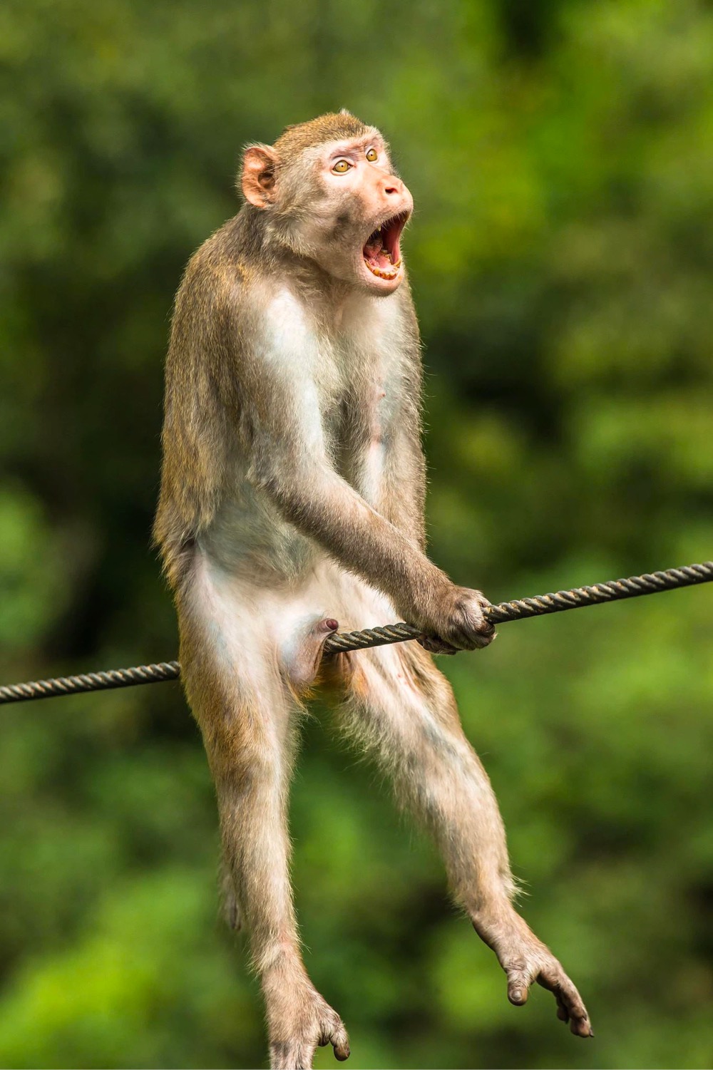 monkey lands on wire