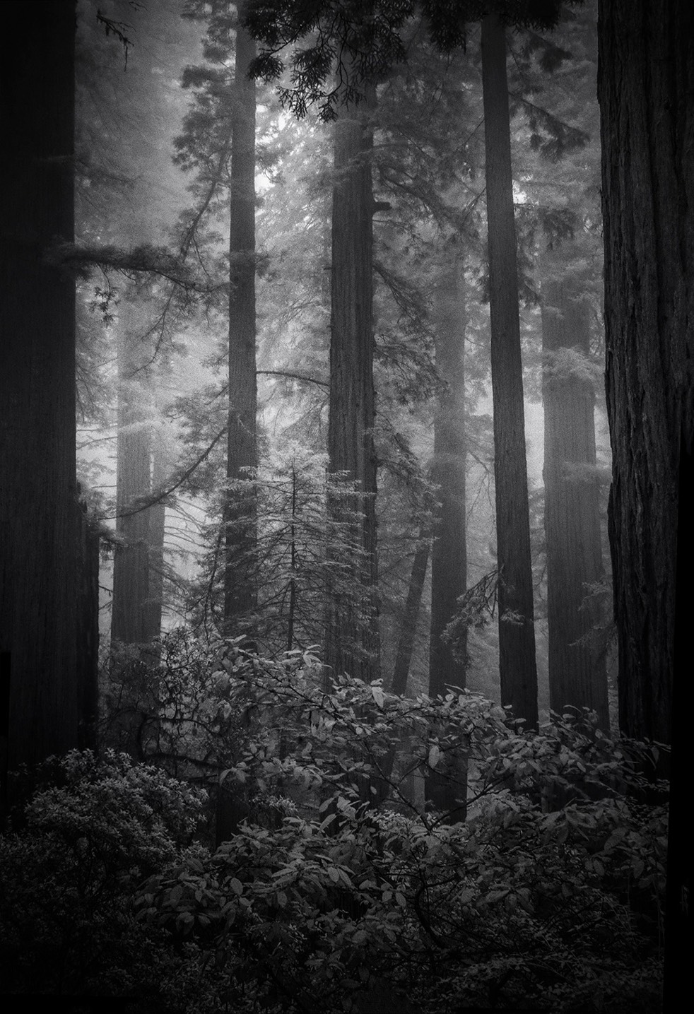 Wirth Redwoods