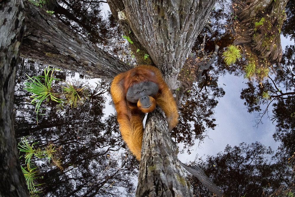 winner of the 2020 World Nature Photography Awards