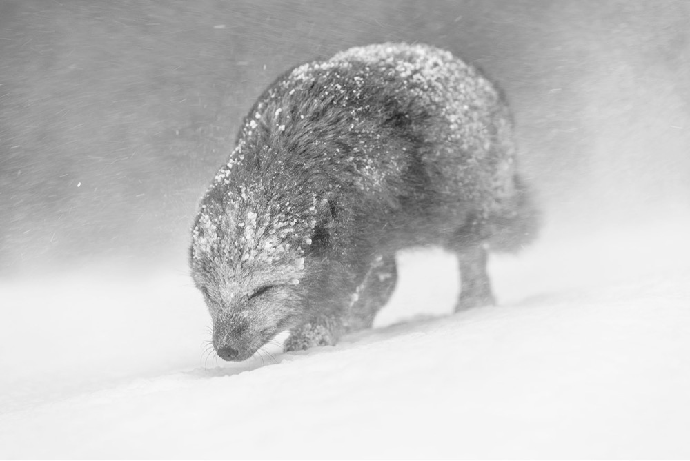 a fox huddles against the cold