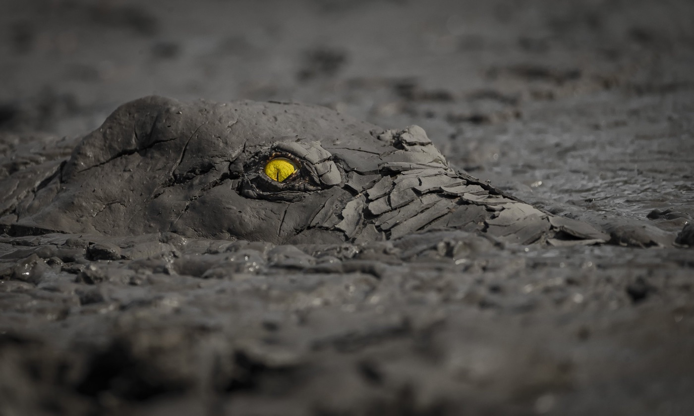 a mud-caked crocodile head peeks out of muddy water