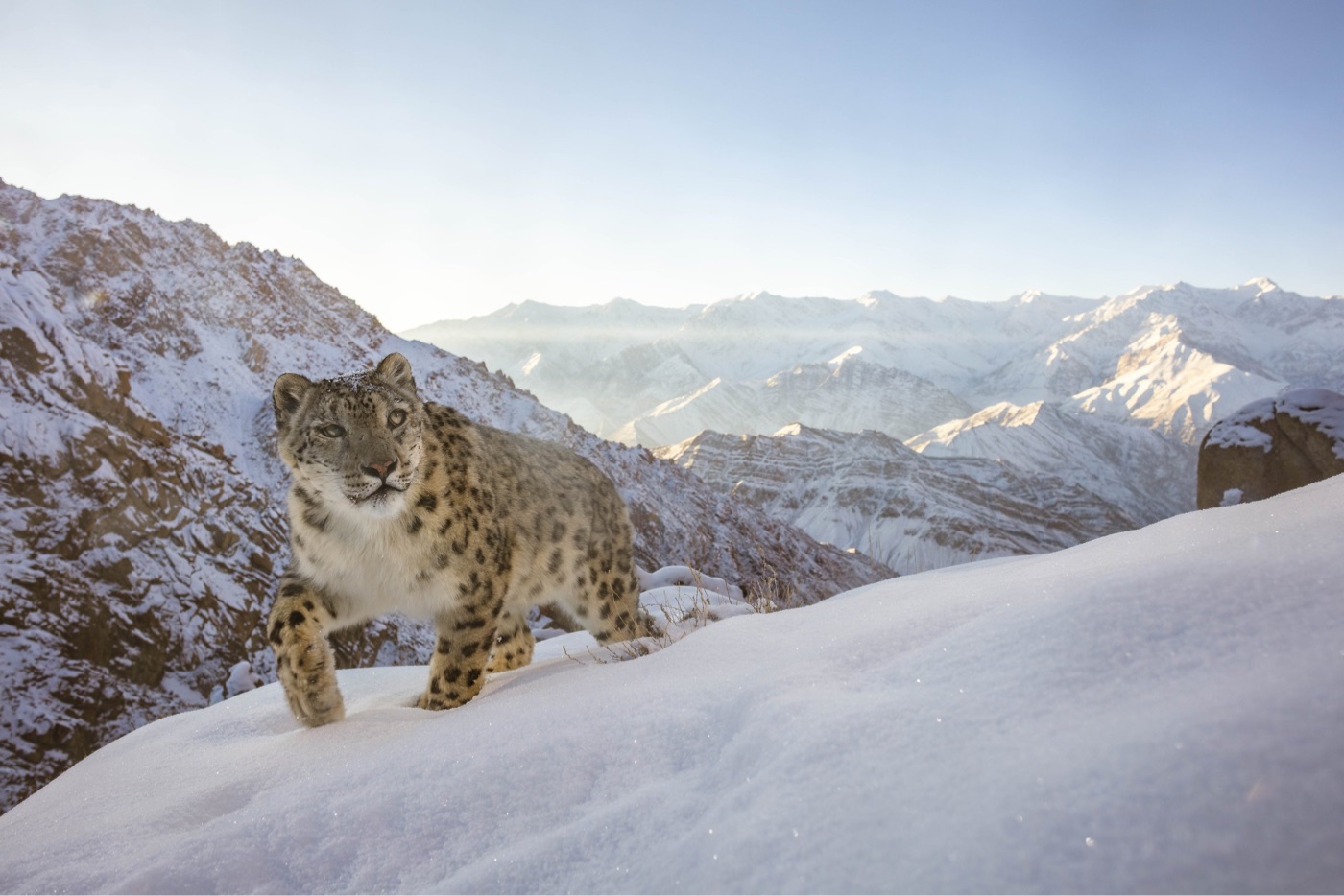 a snow leopard walks on a snowy mountaintop