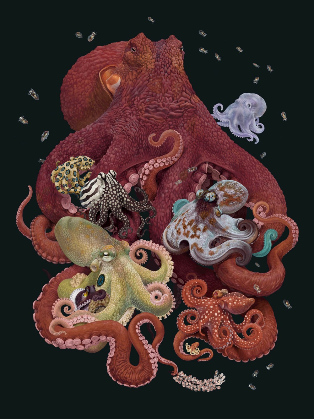 a colorful drawing of several different kinds of octopuses