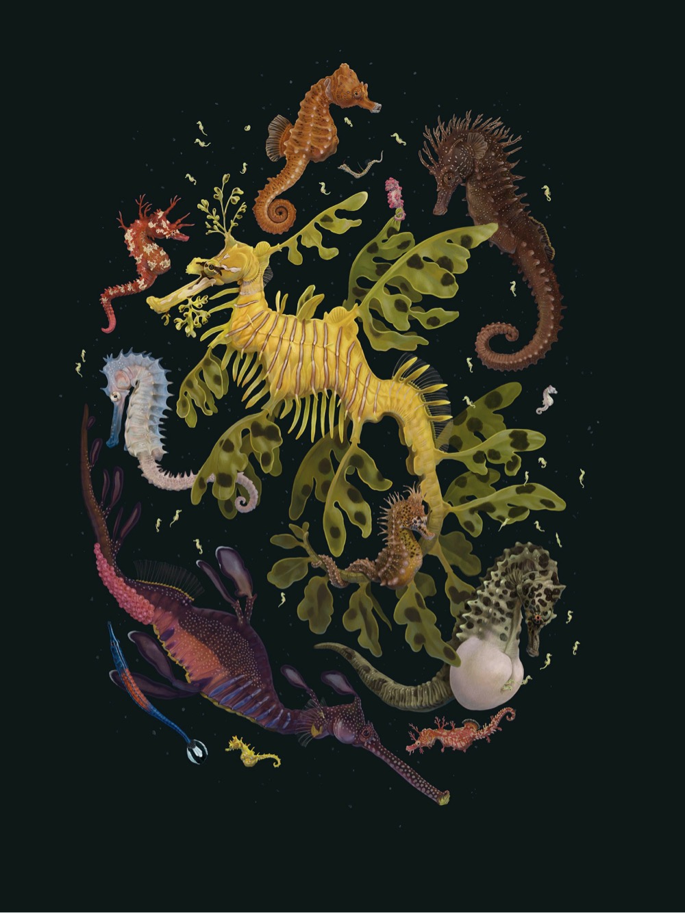 a colorful drawing of several different kinds of seahorse